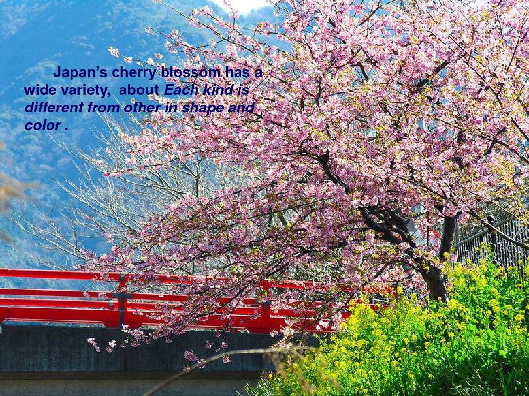 日本樱花节主题英语PPT