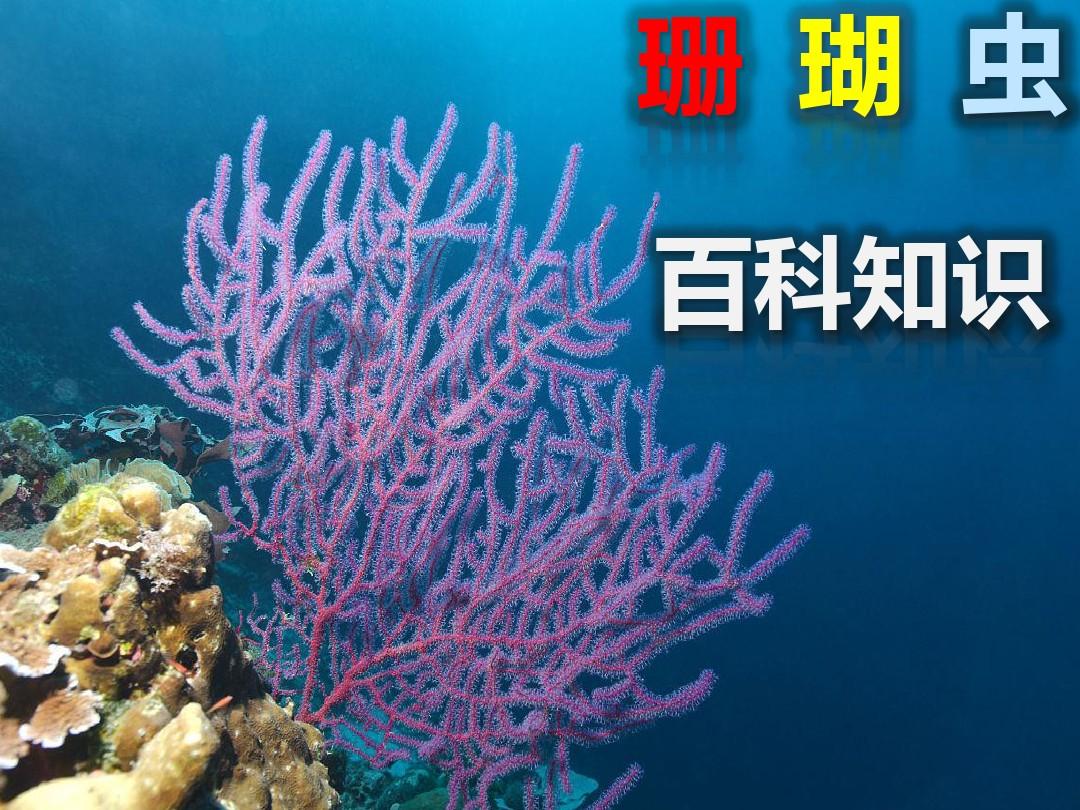 珊瑚虫百科知识PPT(成成)