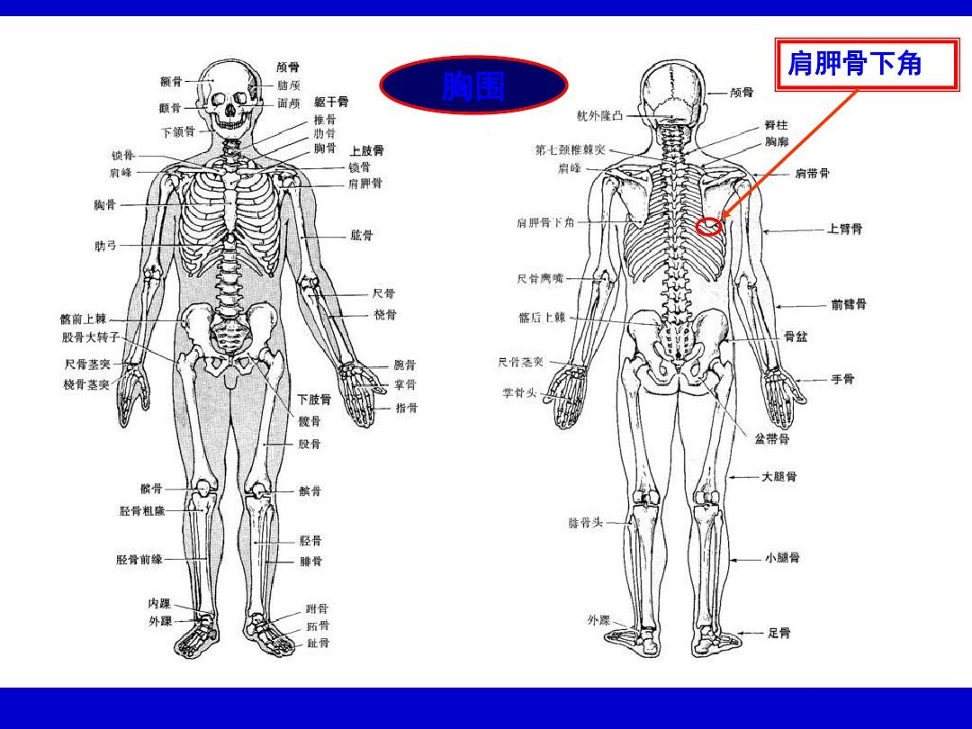 人体体格测量123-PPT精选文档