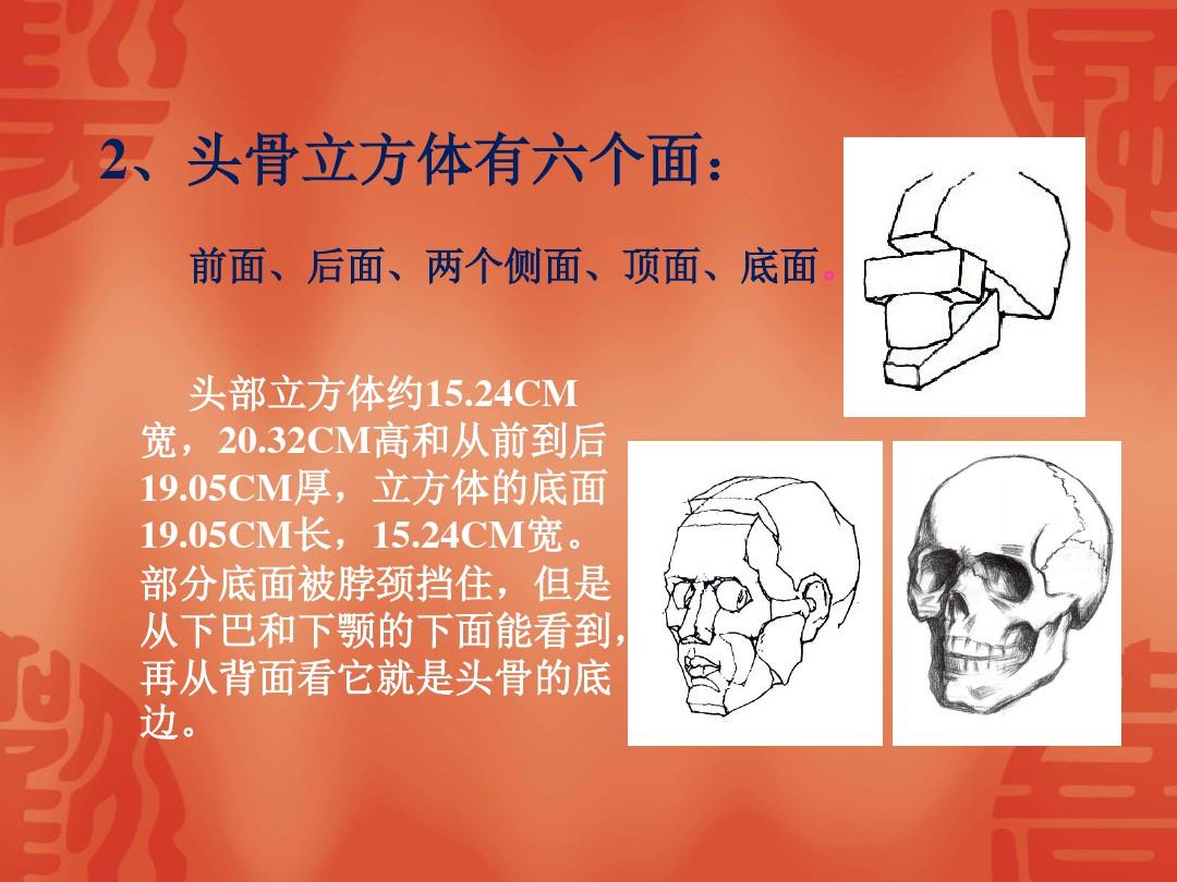 人的头部结构解剖——头骨上课讲义