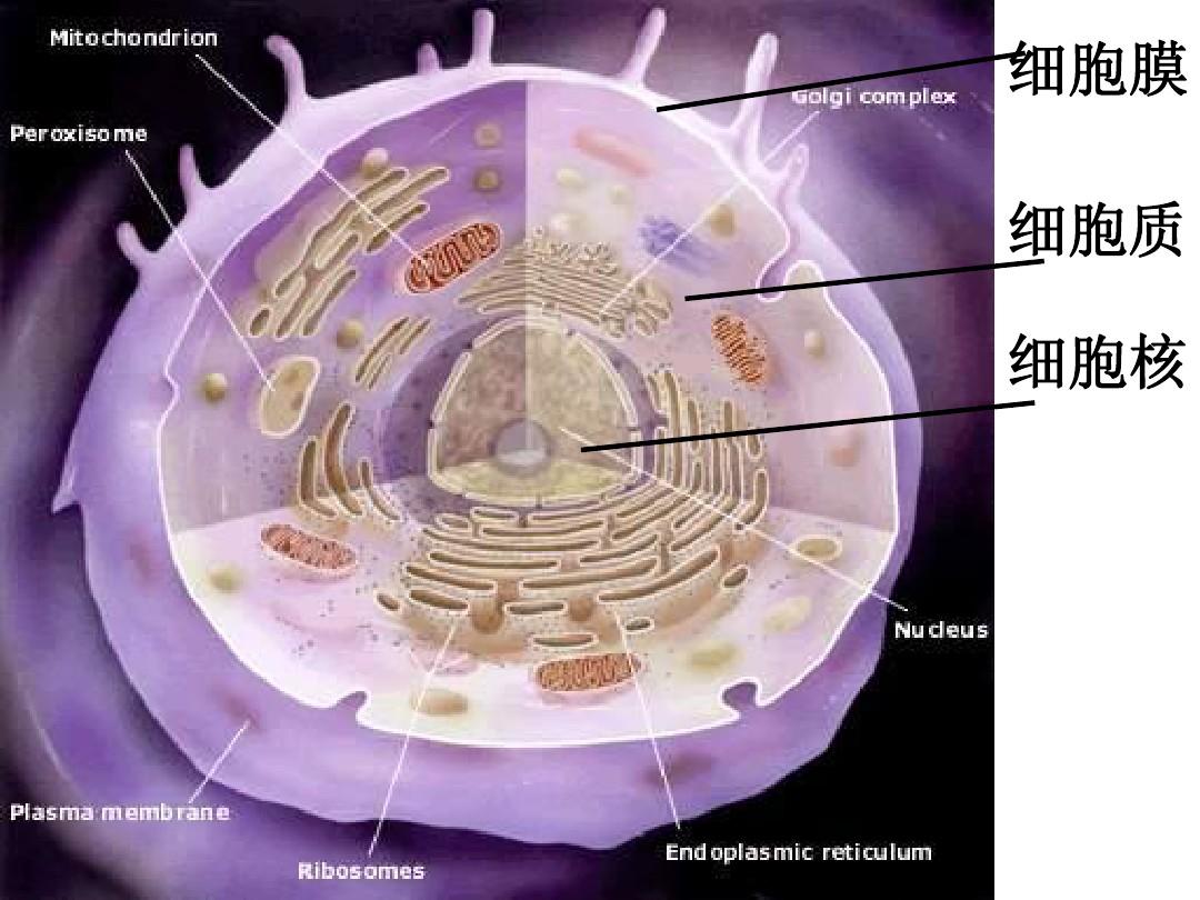 人教课标版高中生物必修1第3章《细胞核——系统的控制中心》课件2
