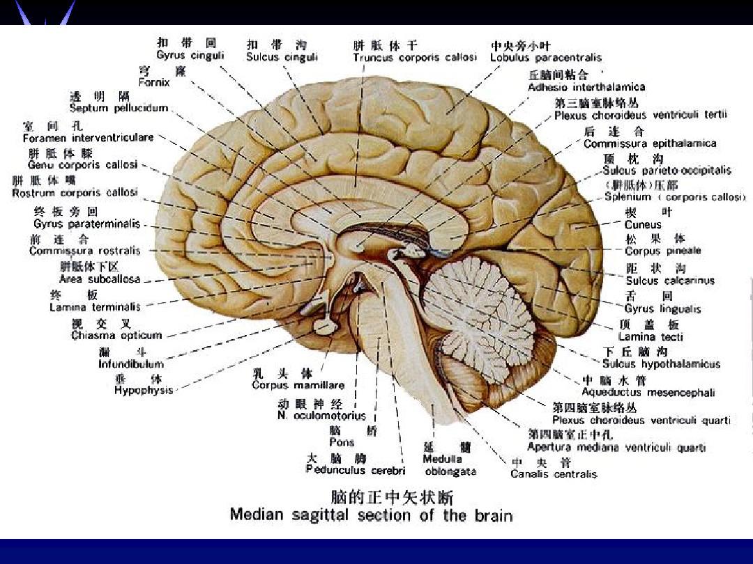 颅脑正常解剖