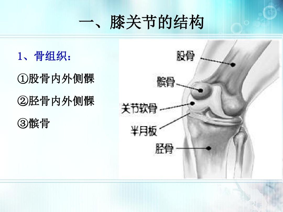 膝关节置换 生理解剖