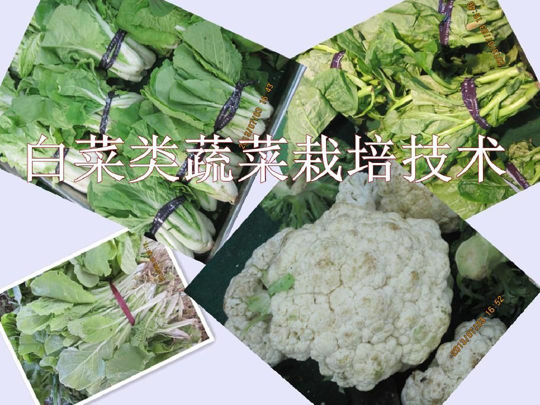 白菜类蔬菜栽培技术