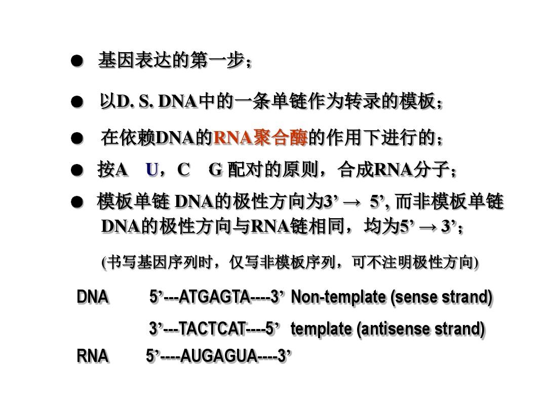原核生物RNA的转录1