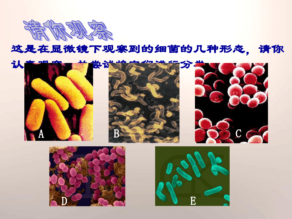 《细菌》PPT课件-完美版