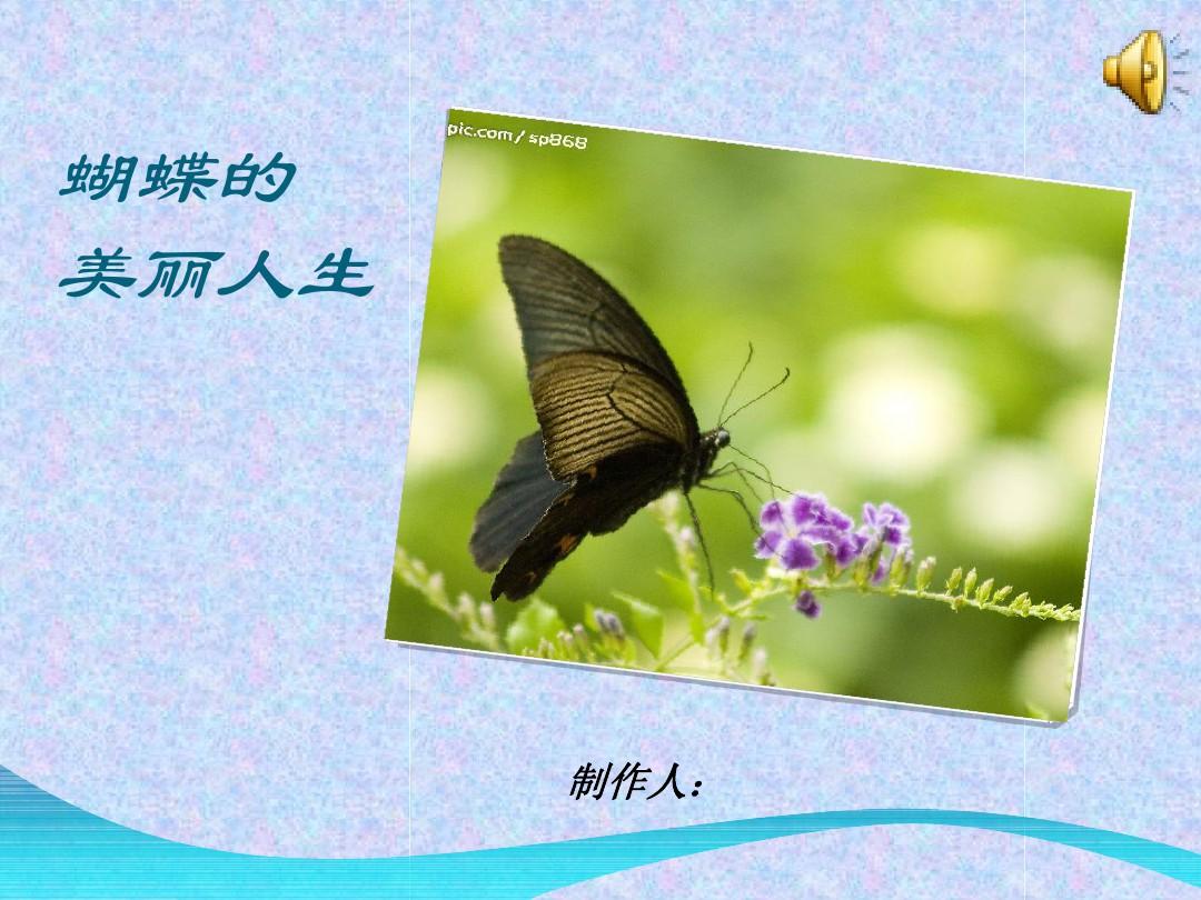精选蝴蝶的生长发育变化过程资料