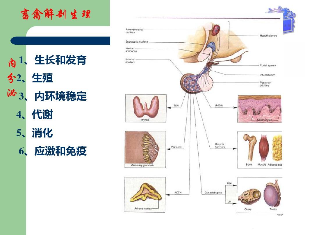 畜禽解剖生理第12章内分泌系统 PPT