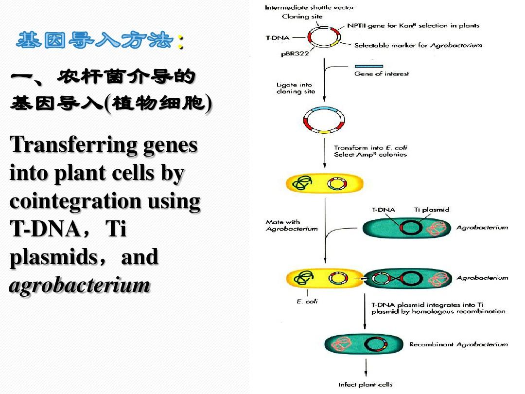 基因转化方法与转基因植株鉴定全