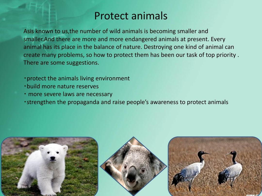 保护动物英语PPT