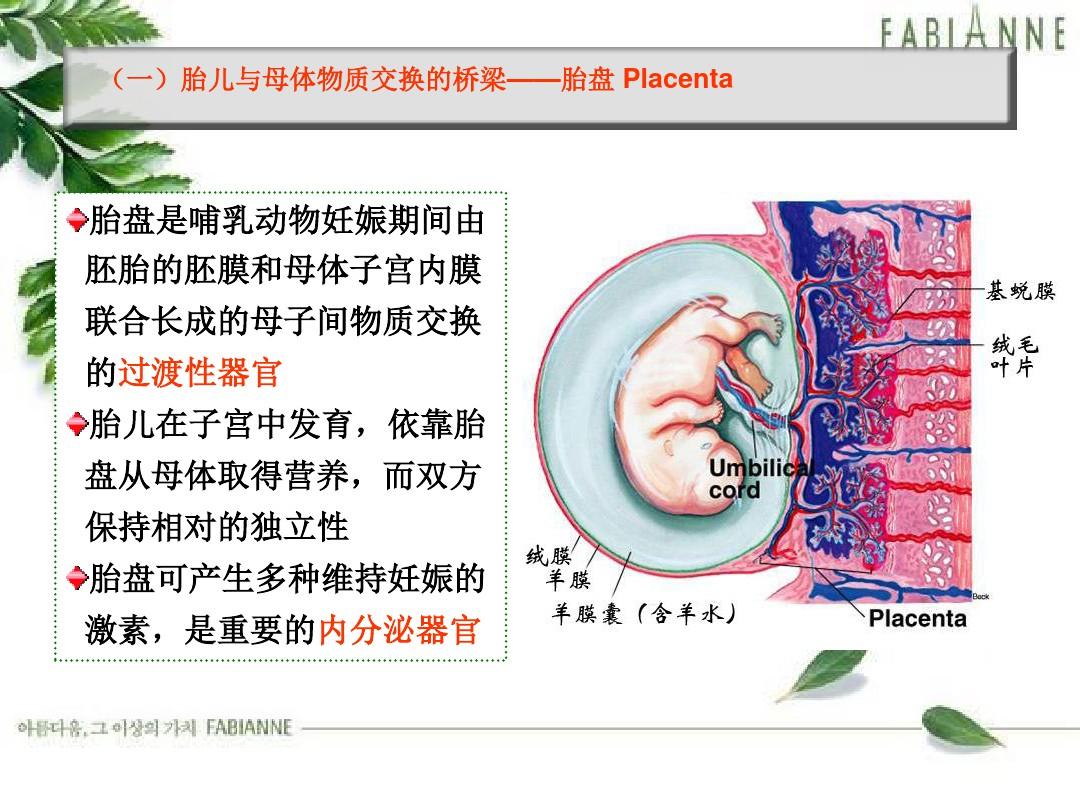 胎儿血液循环(整理).ppt