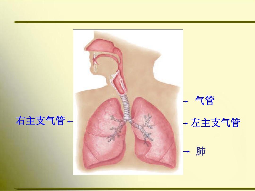 最新人体解剖学呼吸系统主题讲座课件