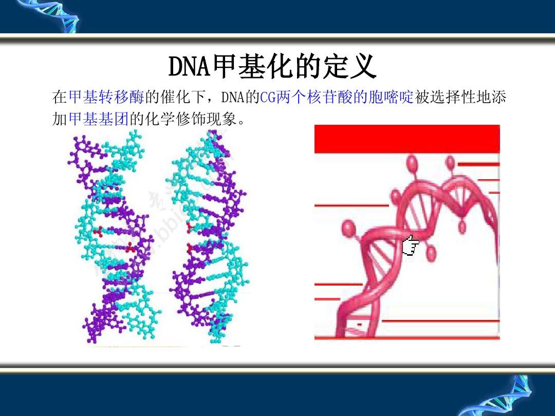 DNA甲基化检测技术