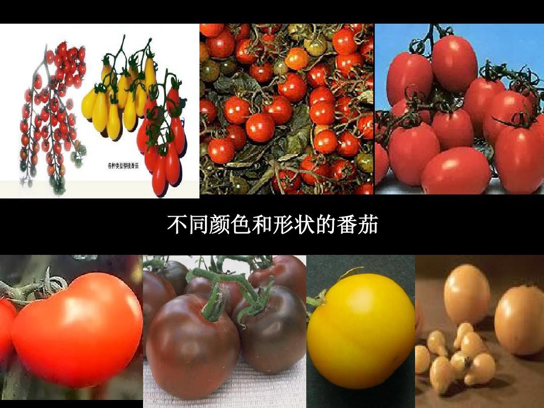 蔬菜育种学-简化版