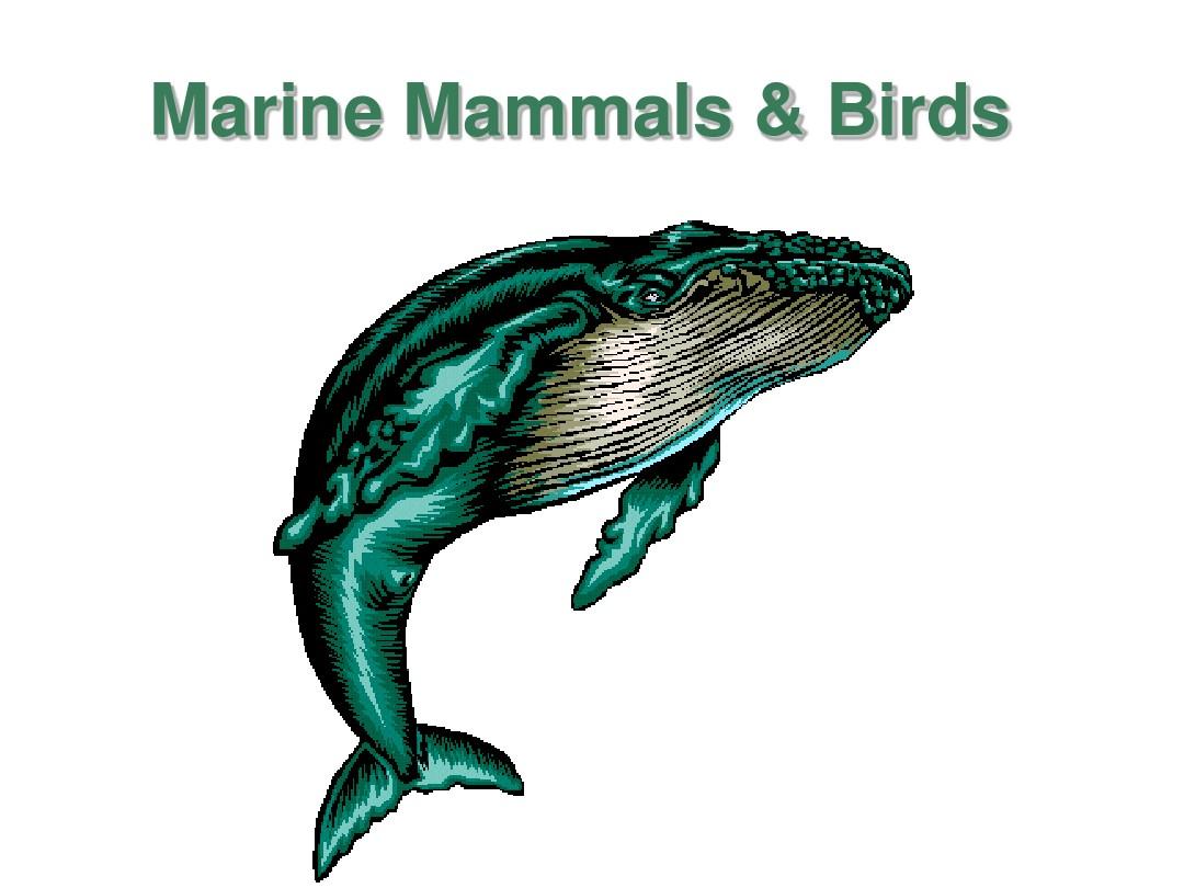 学英语 - 海洋中的哺乳动物与鸟类 marine mammals & birds