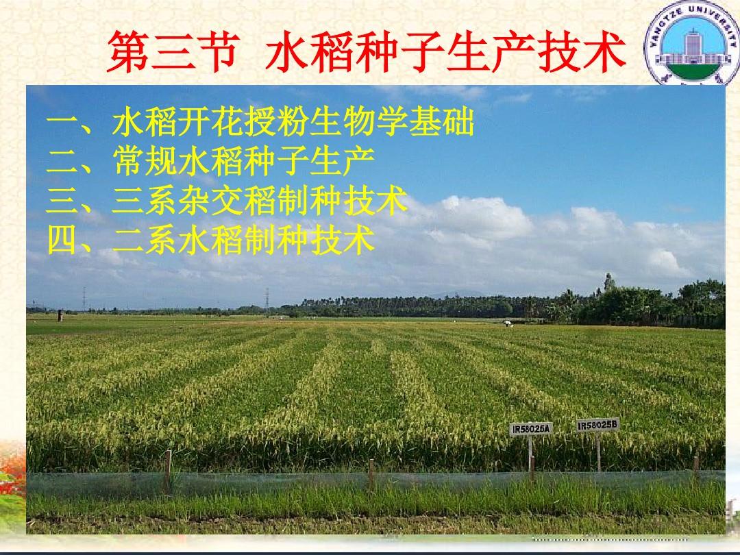 水稻种子生产技术