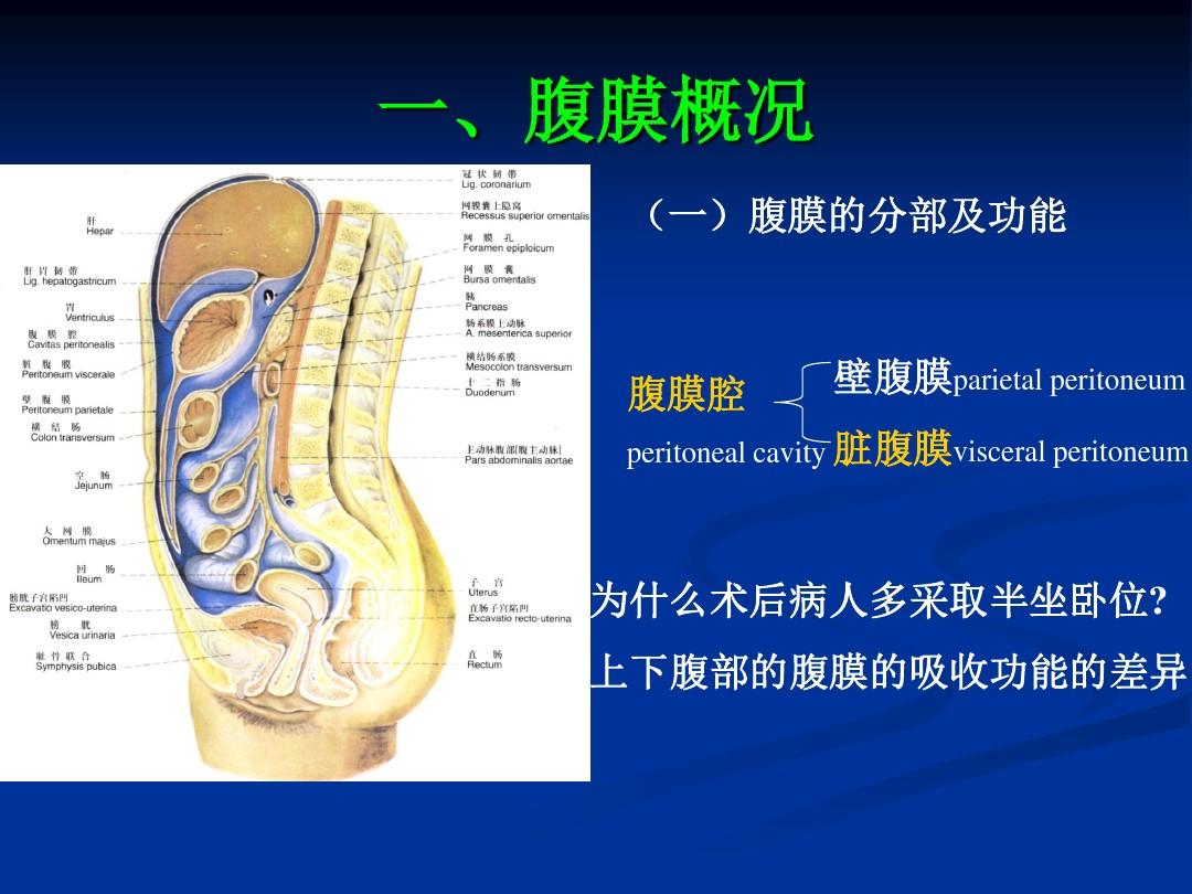 腹膜和腹膜腔、肝脏的解剖