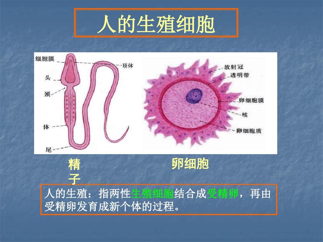 第二节-人的生殖过程 (1)