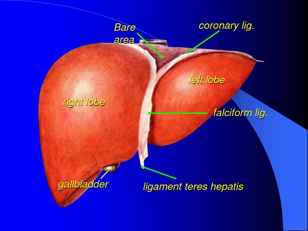 肝脏解剖图