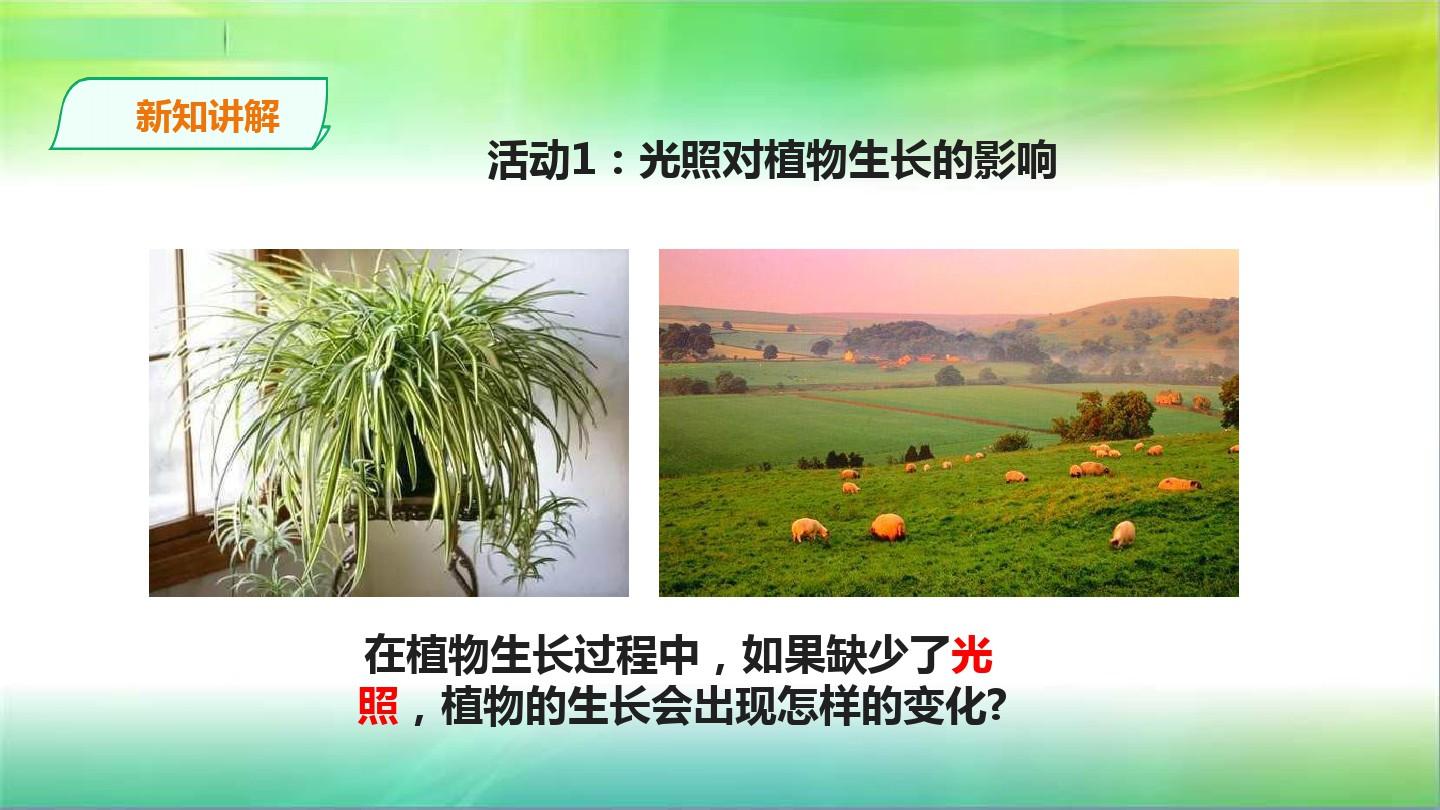 新粤教版科学五年级上册科学1.5《植物需要阳光》