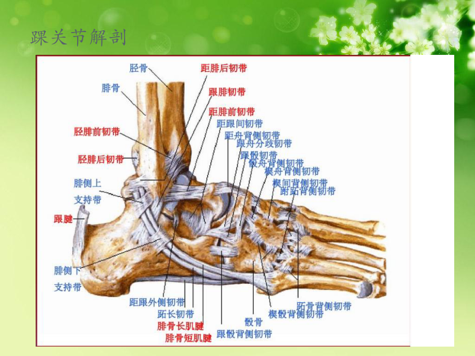踝关节解剖和常见损伤类型