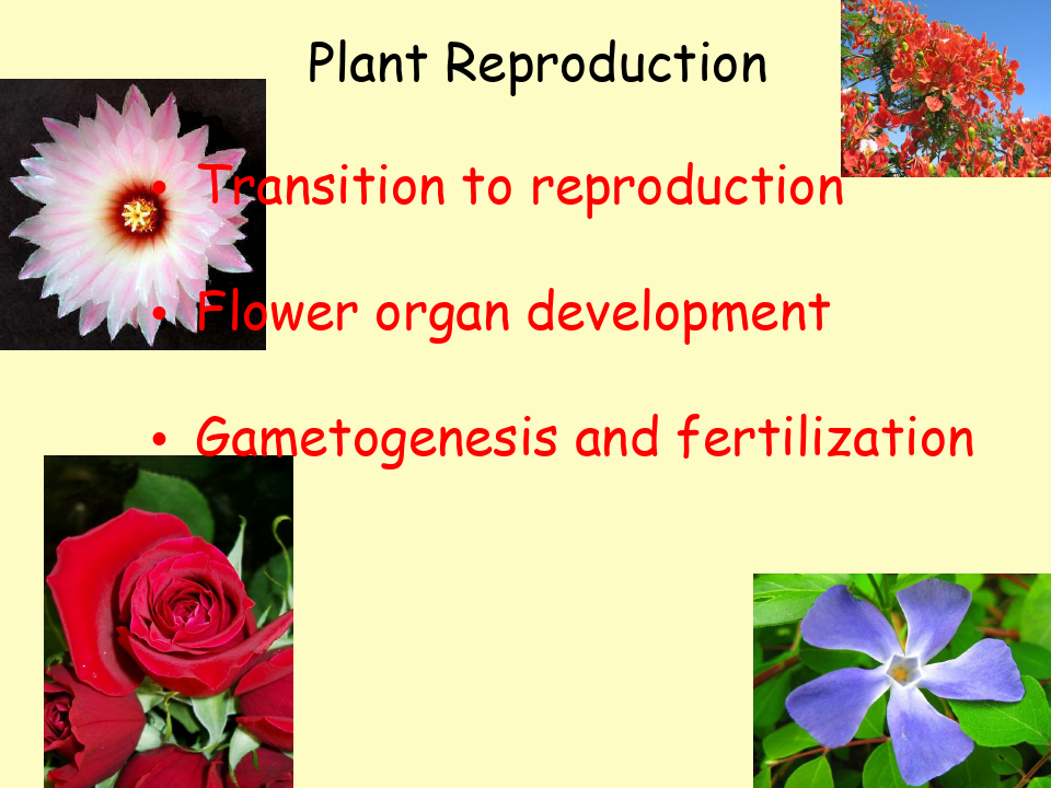 【精品课件】高级植物生理学课件第七章植物的生殖生理