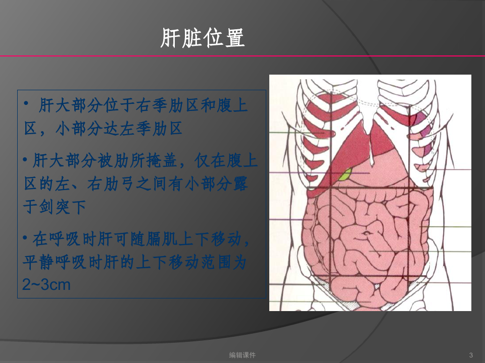 正常肝脏解剖及组织结构ppt课件