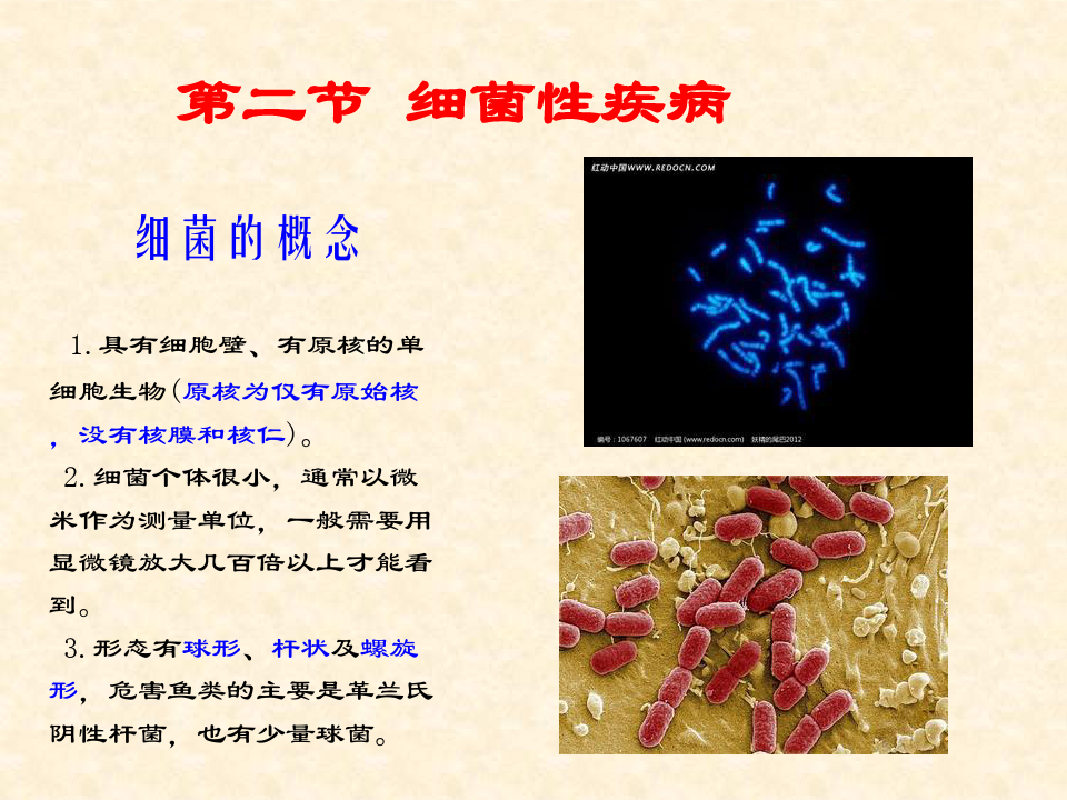 《水产动物病害学》第七章 鱼类的病害  第二节 细菌性疾病1