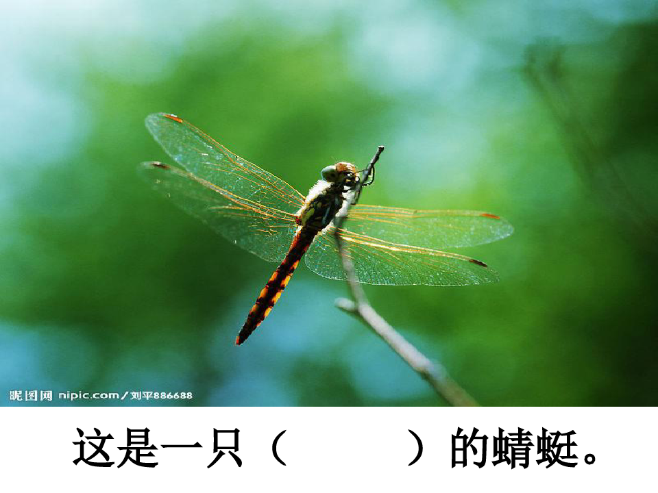 放飞蜻蜓(第一课时)2PPT课件