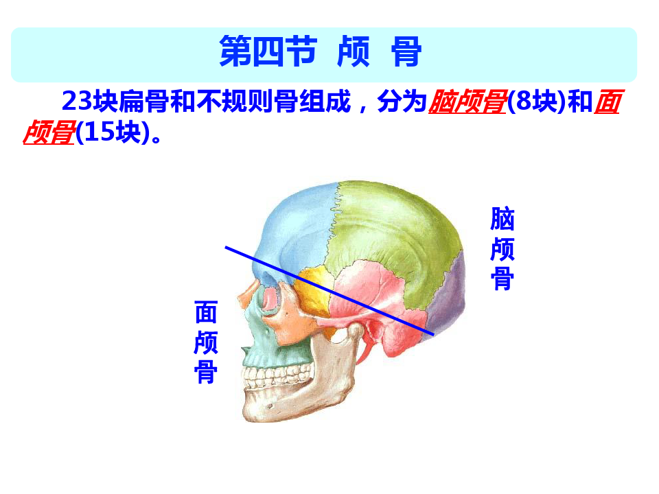 人体解剖学 第四章 颅骨