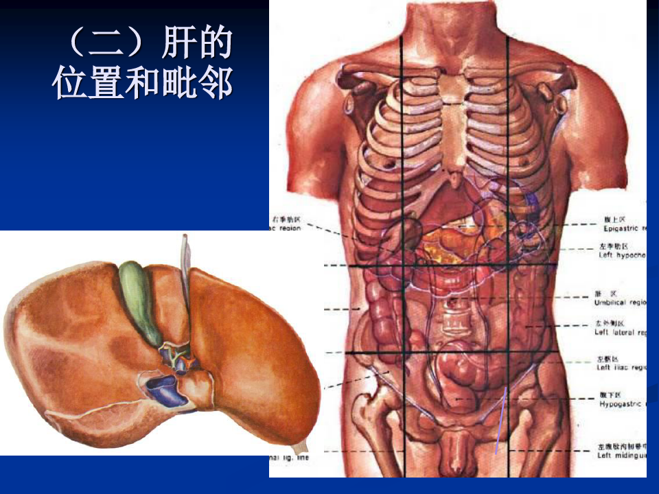 人体解剖学第三章消化系统消化腺幻灯片