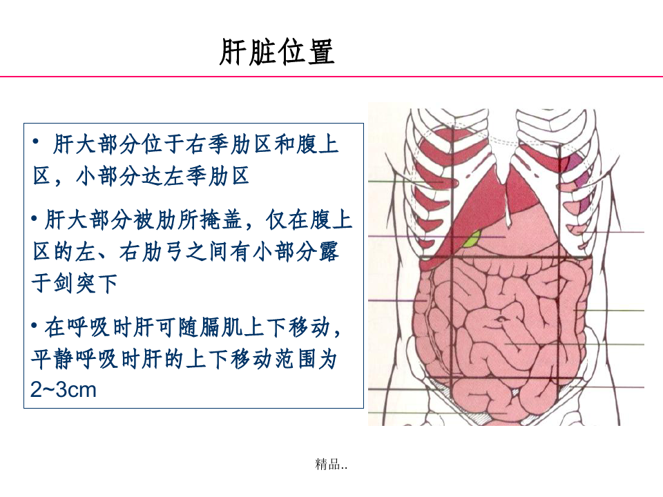 正常肝脏解剖和组织结构