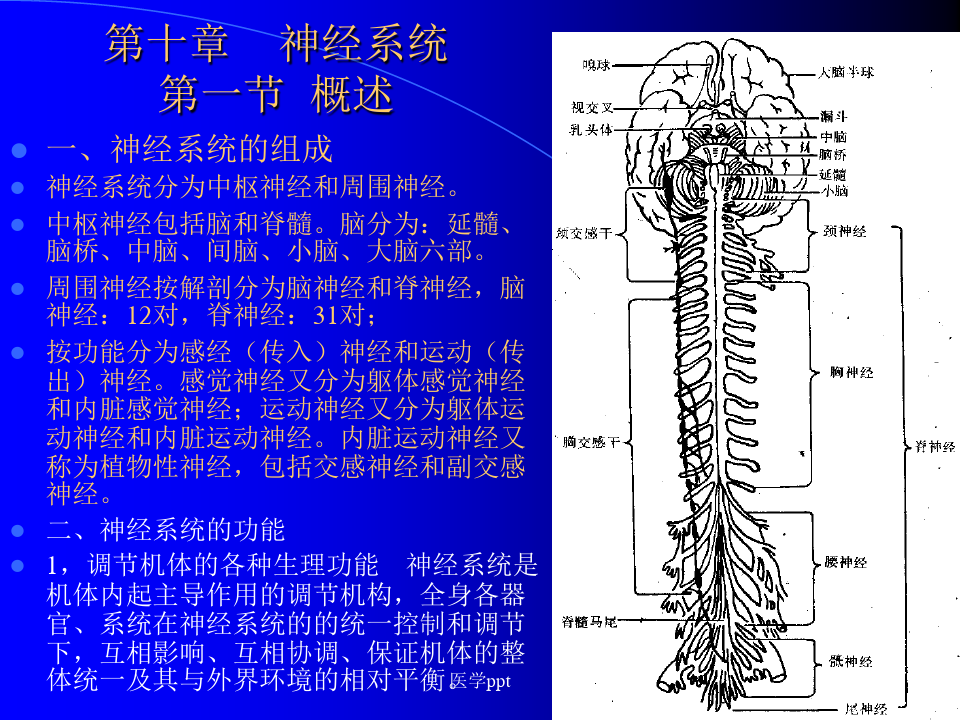 组织学与解剖学神经系统(4)