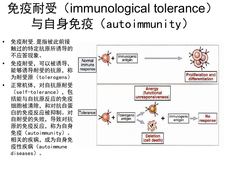 免疫学 第12章 移植免疫、自身免疫和肿瘤免疫精品课件