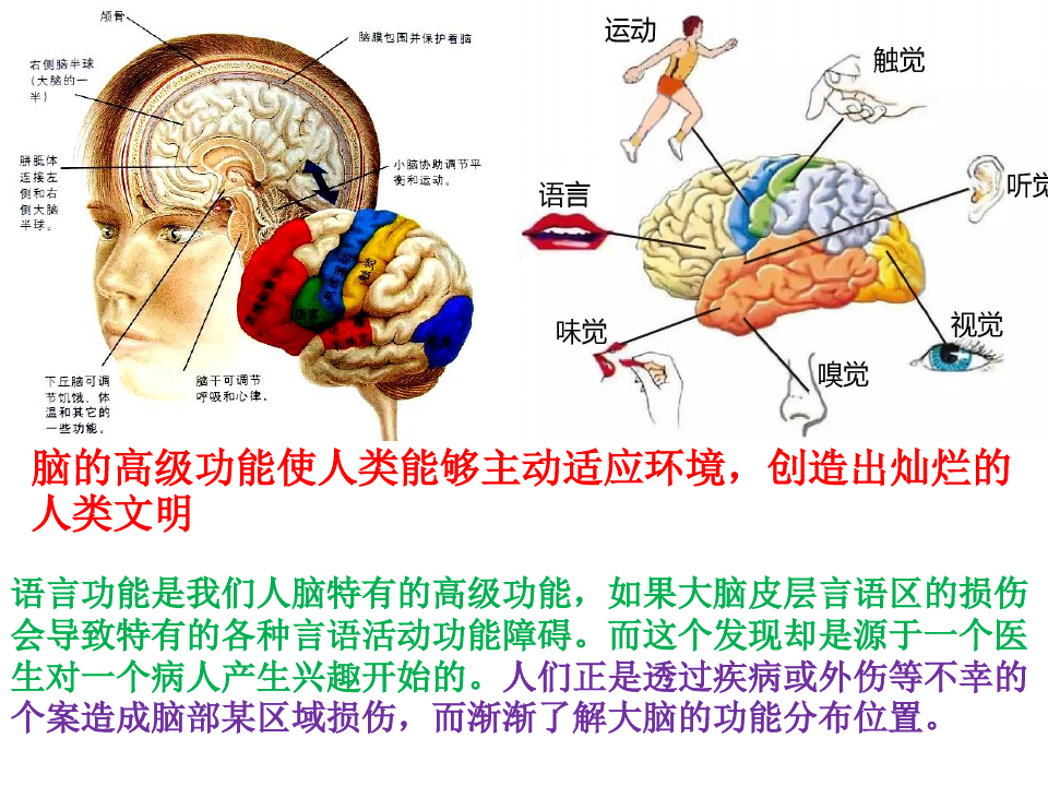 2.5 人脑的高级功能 课件 【新教材】人教版(2019)高中生物选择性必修一(共18张PPT)