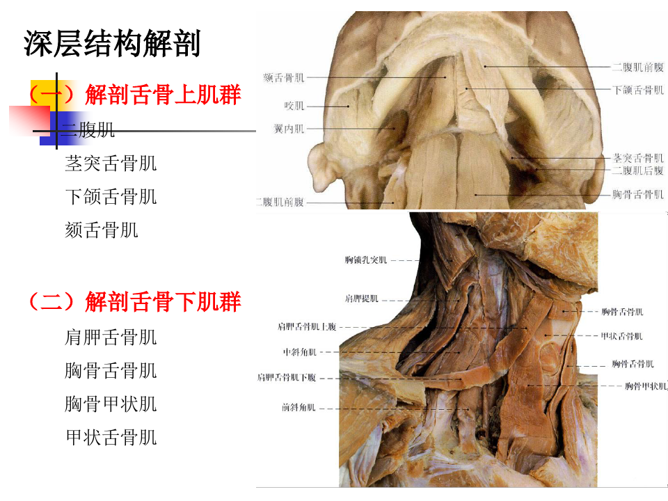 《局部解剖学》深层结构解剖