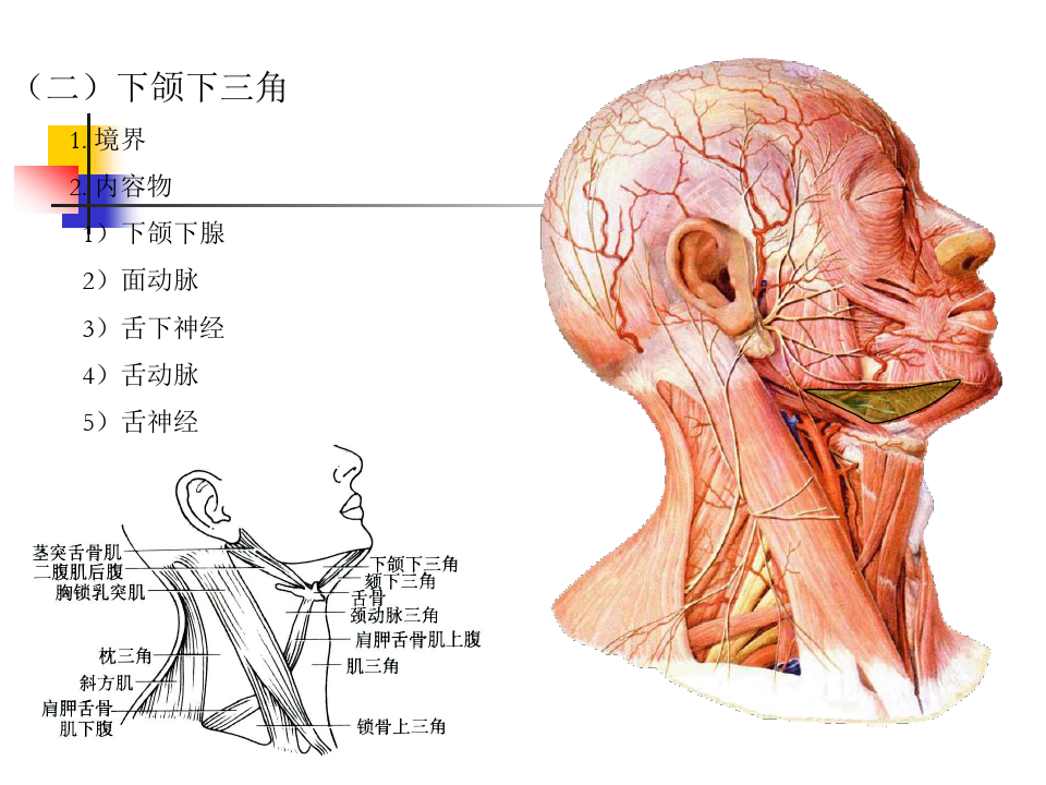 《局部解剖学》深层结构解剖