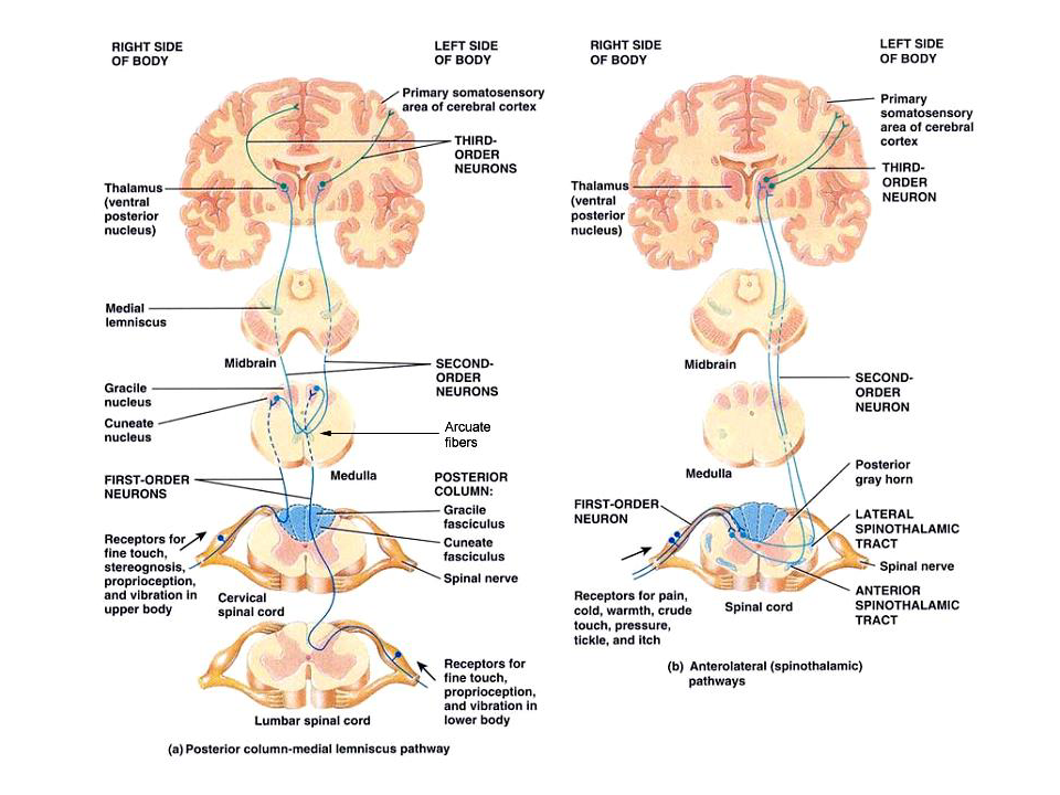 感觉系统解剖生理