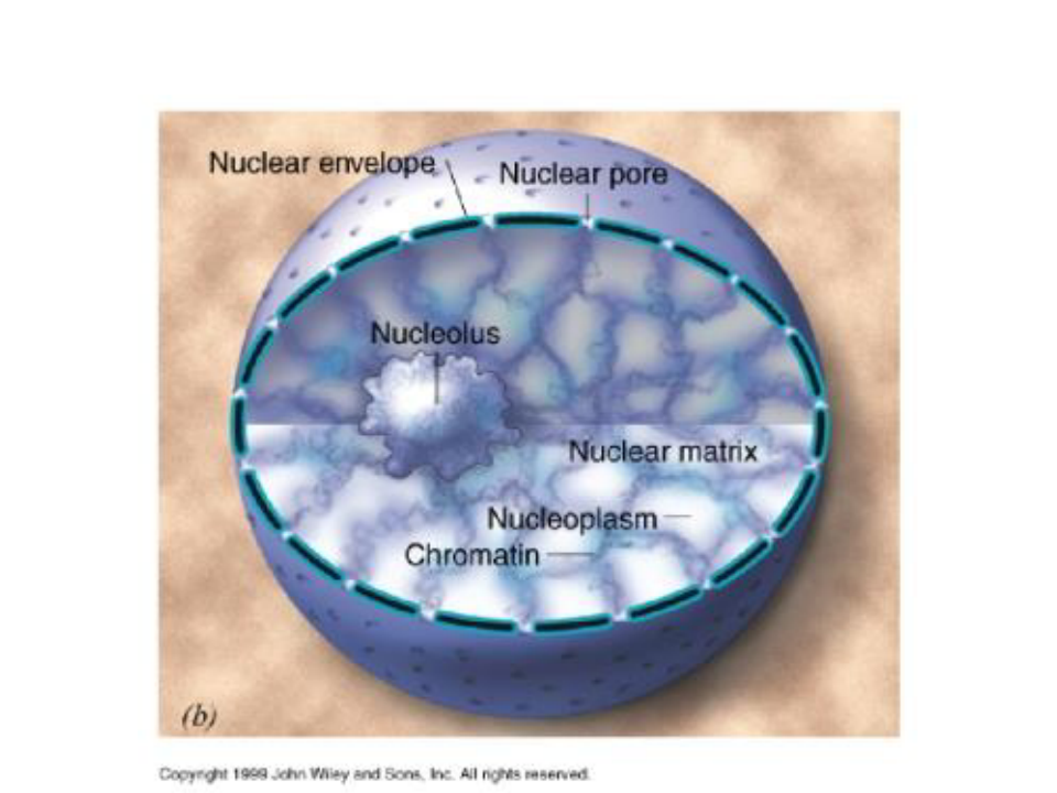 细胞核医学细胞生物学优秀课件