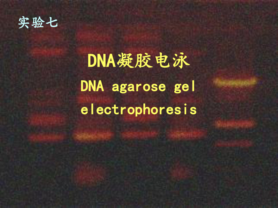 DNA电泳实验步骤
