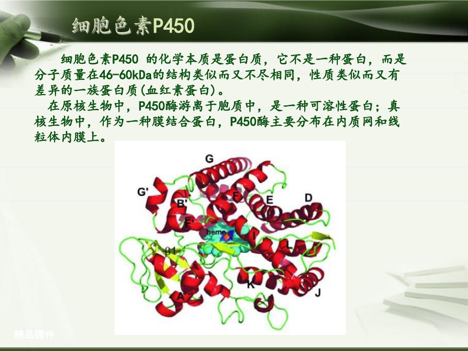 细胞色素P450