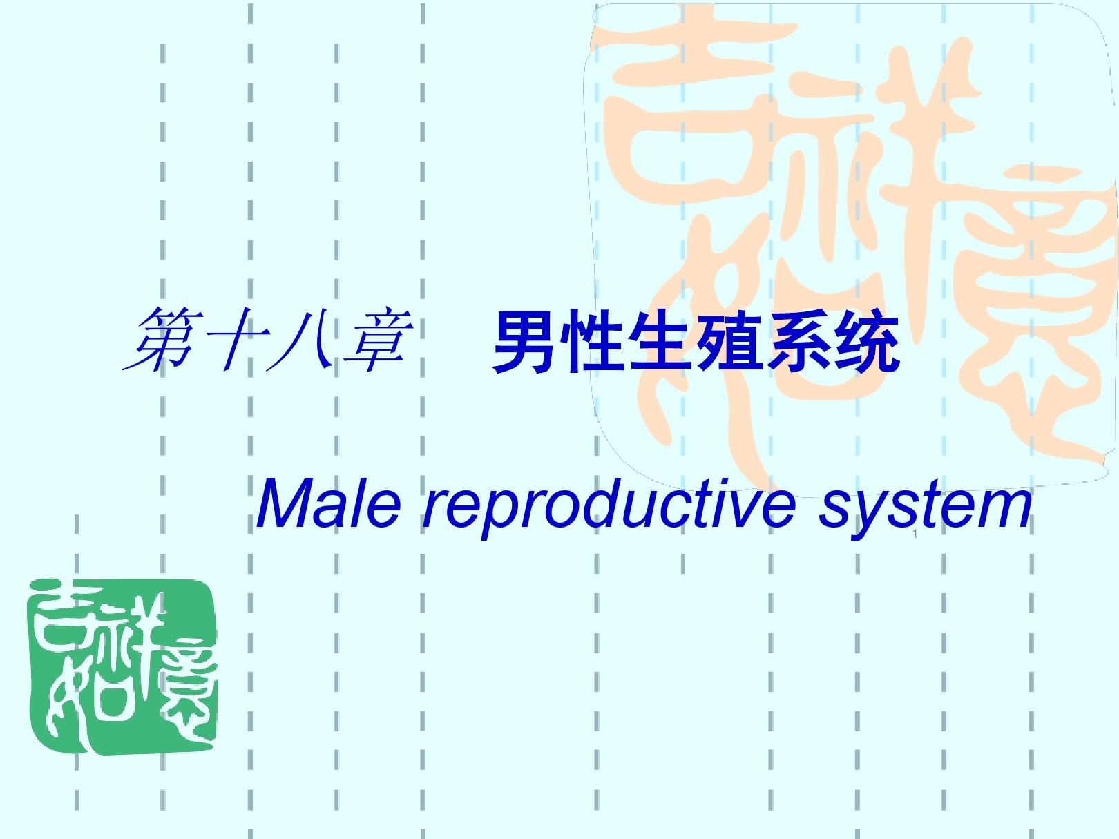 系统解剖学男性生殖系统资料