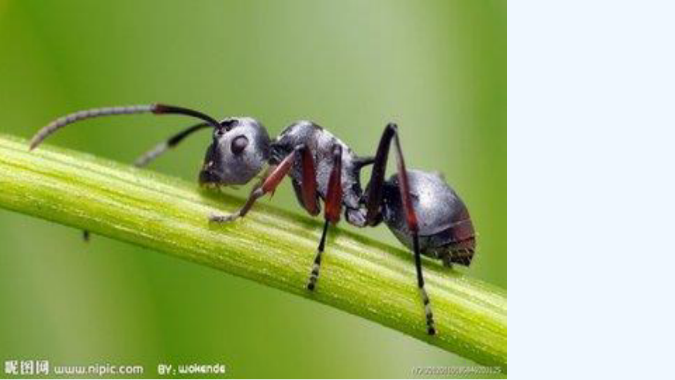 蚂蚁和西瓜绘本故事
