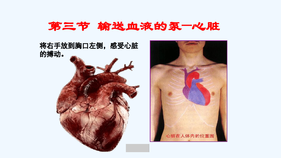 第三节输送血液的泵心脏