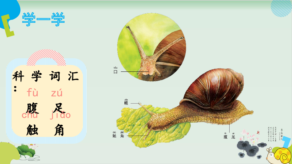 二年级下册科学课件PPT：《菜叶上的蜗牛》 粤教版