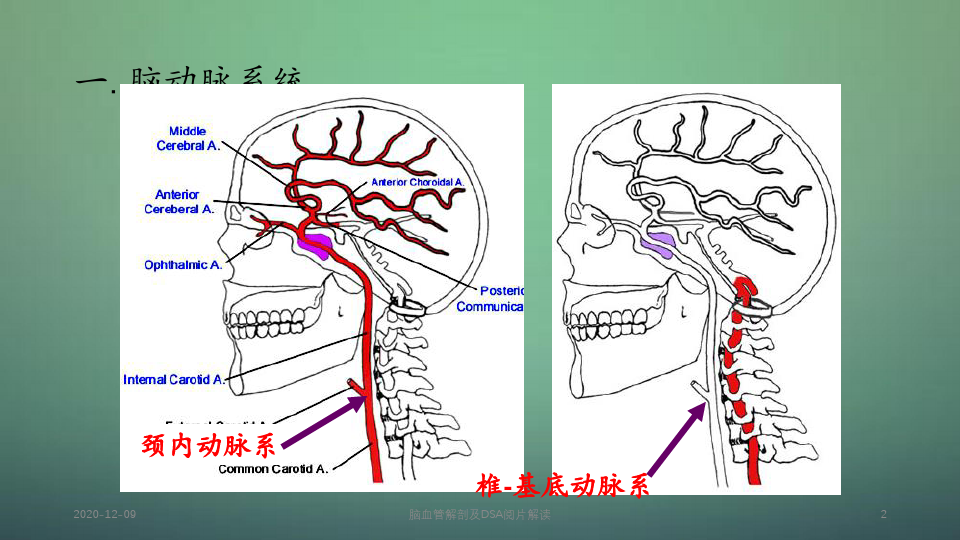 脑血管解剖及DSA阅片解读