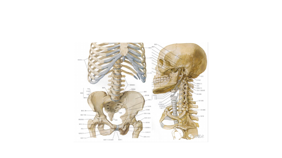 脊柱超详细解剖,高清图文版 ppt课件