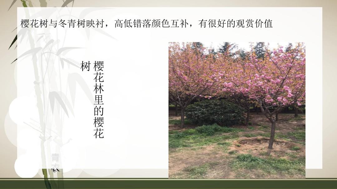 郑州大学校园及郑州植物园植物调研报告
