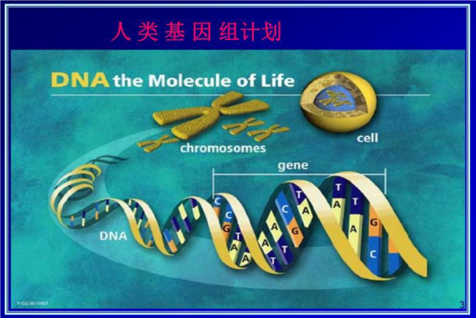 最新第十章_基因组学、蛋白质组学和生物信息学讲学课件