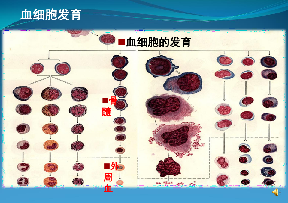 血液细胞分析临床应用